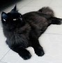 Foto Kucing Anggora Hitam Putih